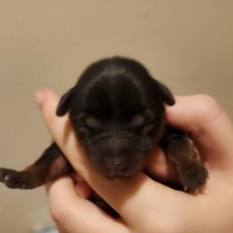 Emerald - Black and tan male Yorkshire Terrier puppy in Castleton, New York from Jennifer's Yorkies