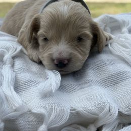 Prancer - Cream male Dachshund puppy in Marshfield, Missouri from Hilltop Kennel LLC