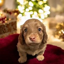 Ralphie - Chocolate and cream male Dachshund puppy in Perris, California from The Dach House
