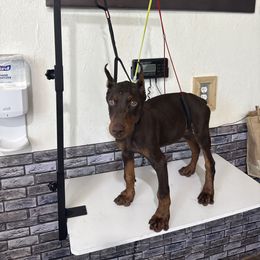 Boy 3 (purple collar) - Red and rust male Doberman Pinscher puppy in Elgin, Texas from New Horizons Kennels