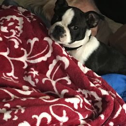 Boston Terrier, Companion Cross, and French Bulldog Puppies from High Plains French Bulldogs,Boston Terriers and Frenchtons.