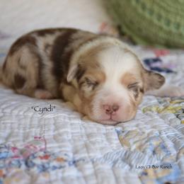 Cyndi - Red merle female Miniature Australian Shepherd puppy in Evant, Texas from Lazy VT Bar Ranch