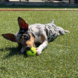 Trinket - Blue and white female Teddy Roosevelt Terrier puppy in Gadsden, Alabama from Rich Cat’s