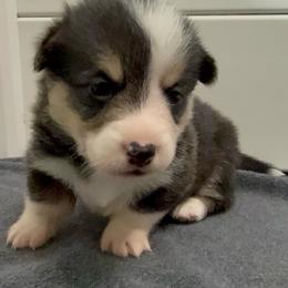 AKC Blue - Black and tan male Pembroke Welsh Corgi puppy in Summerfield, Florida from Promise Land Farm