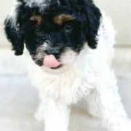Havapoos from Melissa's Havapoo Pups
