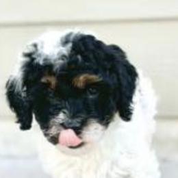 Havapoos from Melissa's Havapoo Pups