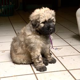 Bouvier des Flandres Puppies from Abken Bouviers