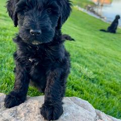 Newfypoo Puppies from Two Sisters Ranch, LLC