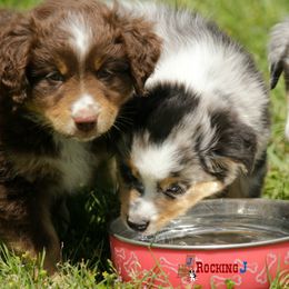 Miniature American Shepherd Puppies from Rocking J Miniature American Shepherds