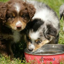 Miniature American Shepherd Puppies from Rocking J Miniature American Shepherds