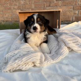 Australian Shepherd Puppies from Aussome Okie Aussies