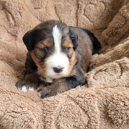 Atlas - Sable male Bernedoodle puppy in East Earl, Pennsylvania from Mountainside Puppies