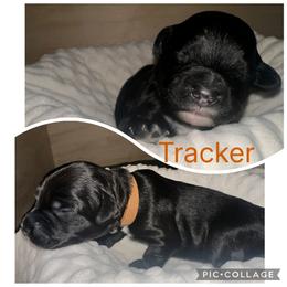 Portuguese Water Dog Puppies from Purely Opal