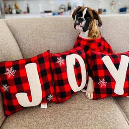 Boxer Puppies from Beyond Beautiful Boxers