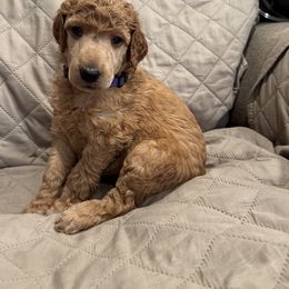 Purple collar girl - Red  female Poodle puppy in Riverside, California from Riverside red poodles