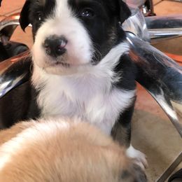 Border Collie Puppies from Burke BC’s