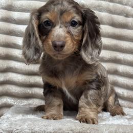 Candy cane - Dapple female Dachshund puppy in Murrieta, California from Dash of Love