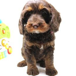Rose Gold    pink collar - Chocolate female Australian Labradoodle puppy in Provo, Utah from EllsWORTH Labradoodles LLC