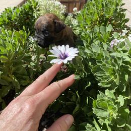 Orion - Brindle male Boxer puppy in Custer, South Dakota from Tracy's Boxers