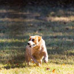 Australian Cattle Dogs from Steadfast Farms & Stockdogs