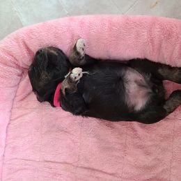 Miniature Schnauzer Puppies from Starbound Miniture Schnauzer's