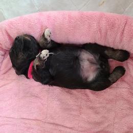 Miniature Schnauzer Puppies from Starbound Miniture Schnauzer's