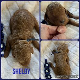 Shelby - Red  female Poodle puppy in Mount Vernon, Illinois from AMC Poodles