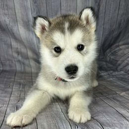 Riven - Sable and white male Alaskan Malamute puppy in Independence, Virginia from New River Valley Malamutes
