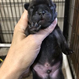 Cane Corso and French Bulldog Puppies from Perry’s Cane Corso and French bulldogs