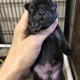 Cane Corso and French Bulldog Puppies from Perry’s Cane Corso and French bulldogs