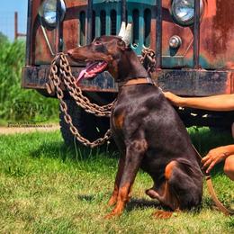 Götz - Red and rust male Doberman Pinscher puppy in China Township, Michigan from Snell's Superior Kennel Dobermann & GSP