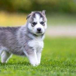 Siberian Husky Puppies from Lilbearshuskies