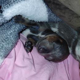 Pickle - Gray (blue) and tan male Dachshund puppy in Indianapolis, Indiana from wiggly weenies