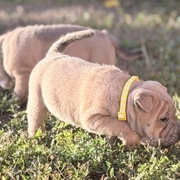 Sesame Seed - Blue sable female Chinese Shar-Pei puppy in Lehigh Acres, Florida from Florida Wrinkles