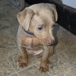 SFM2 4-26 Dark Blue Collar - Fawn (isabella) and tan male Miniature Pinscher puppy in Middle Point, Ohio from Knisely's Min Pins-AKC
