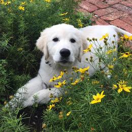 Golden Retrievers from Cold Spring Mountain Retrievers