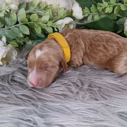 Goldendoodle and Poodle Puppies from Arizona Poodle Queen