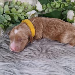 Goldendoodle and Poodle Puppies from Arizona Poodle Queen