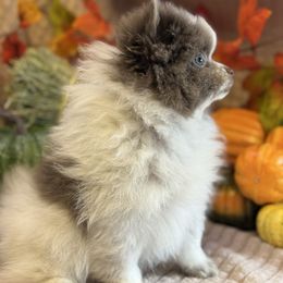 Boy 1 - Lavender male Pomeranian puppy in California from Savvypomeranians