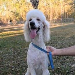 Poodles from Skylark Legacy Farm Poodles & Doodles