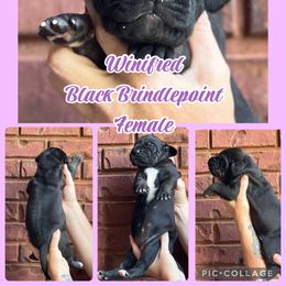 Winifred - Black female Great Dane puppy in Altoona, Alabama from Sovereignty Woods Great Danes