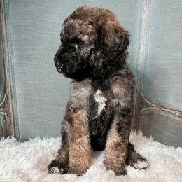 Poodle Puppies from Woofadoodles