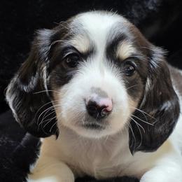 Baby Girl 3 - Dot - Piebald female Dachshund puppy in Salem, Oregon from Long'd Fore Dachshunds