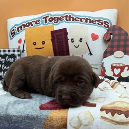 Teal - Chocolate female Labrador Retriever puppy in Heath Springs, South Carolina from Rich Hill Retrievers
