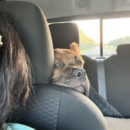 Jericho - Red male Cane Corso puppy in Mount Laurel, New Jersey from Dash Biblical Corsos