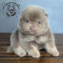 Bear - Lavender male Pomeranian puppy in Fultonville, New York from Sandy Aussies & Pomeranians