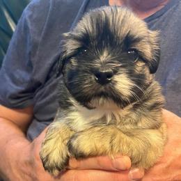 Coco - Brindle and white female Shih Tzu puppy in Reading, Michigan from You Little Shih-tzu’s 😊