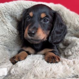 Silvio Dante - Black and tan male Dachshund puppy in Chandler, Arizona from Vonaducci Doxies, LLC.