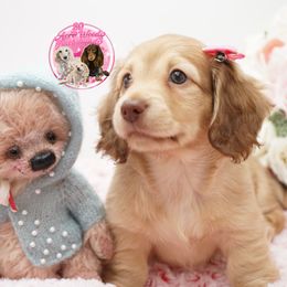 Dachshund Puppies from 30 Acre Woods Dachshunds