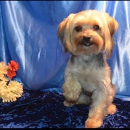 Morkies and Yorkshire Terriers from Lady Watkins Kennels